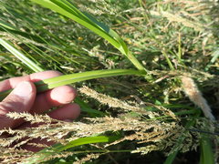 Bolboschoenus caldwellii