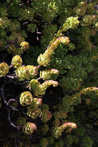 Aeonium spathulatum image