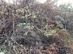 Fremontodendron decumbens
