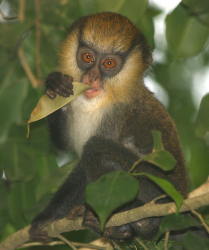 Cercopithecus campbelli