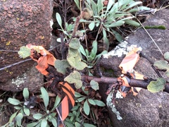 Fremontodendron decumbens