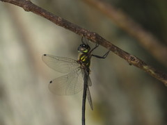 Micromidia atrifrons