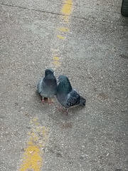 Columba livia domestica