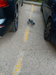 Columba livia domestica