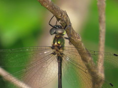 Micromidia atrifrons