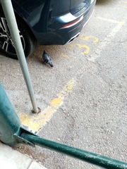 Columba livia domestica