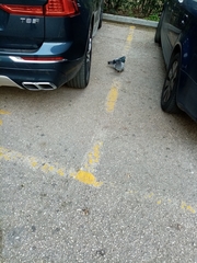 Columba livia domestica