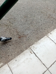 Columba livia domestica