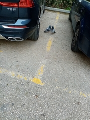 Columba livia domestica