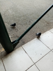 Columba livia domestica