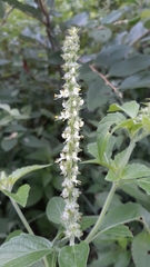 Ocimum gratissimum