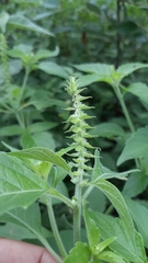 Ocimum gratissimum