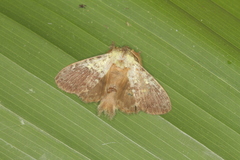 Euglyphis primola
