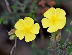Fumana thymifolia