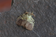 Euglyphis primola