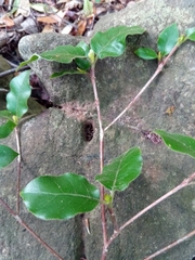 Homollea