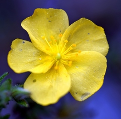 Fumana thymifolia