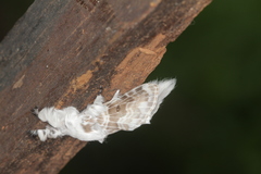 Tolype caieta