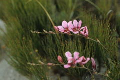 Tritonia squalida