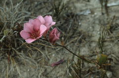 Tritonia squalida