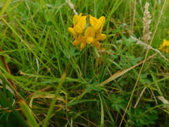 Lotus uliginosus