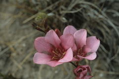 Tritonia squalida