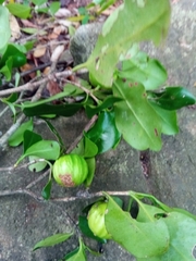 Pyrostria