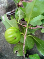 Pyrostria