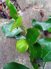 Pyrostria