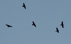 Corvus corax kamtschaticus