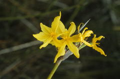 Bobartia robusta