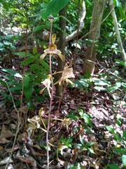 Eulophia spathulifera image