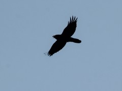 Corvus corax kamtschaticus