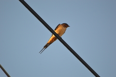 Hirundo rustica