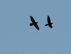 Corvus corax kamtschaticus