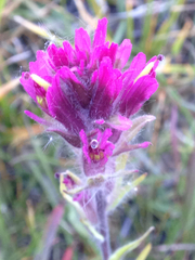 Castilleja lemmonii
