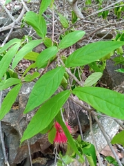 Combretum macrocalyx image