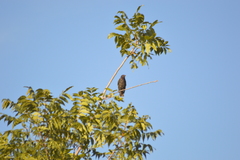 Sturnus vulgaris