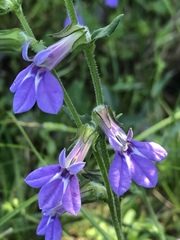 Lobelia reverchonii