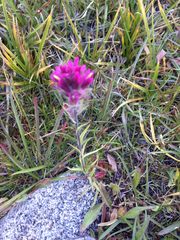 Castilleja lemmonii