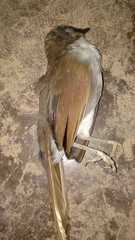 Pterorhinus caerulatus