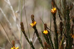 Pultenaea tuberculata