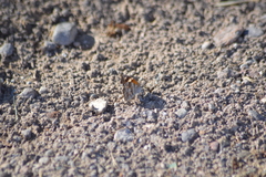 Libytheana carinenta