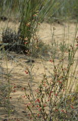 Hermannia joubertiana