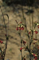 Hermannia joubertiana