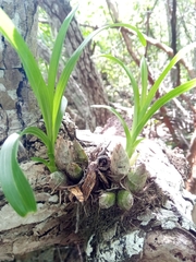 Graphorkis concolor var. alphabetica image