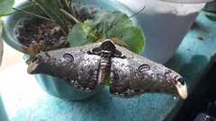 Saturnia zuleika
