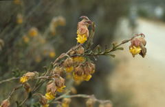 Hermannia concinnifolia