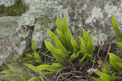 Lepisorus ussuriensis