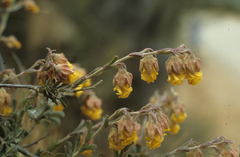 Hermannia concinnifolia
